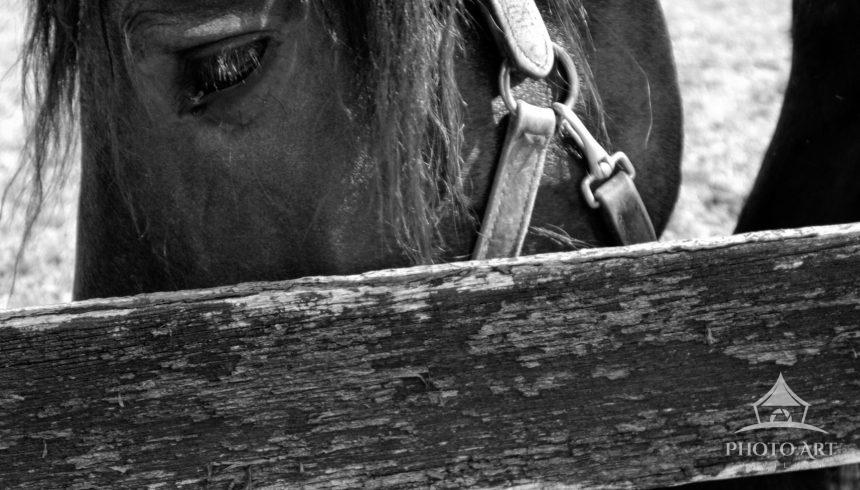 Image of a horse eating grass behind an old wooden fence.