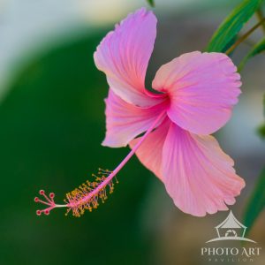 Pink Hibiscus