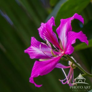 Red Lily