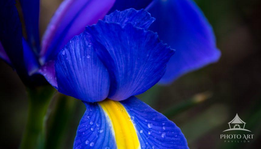 Vivid blue iris with water droplets on it.