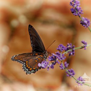 Red-Spotted Purple Admiral