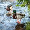 Ducks Being Ducks 22 LEMPIN 324 scaled