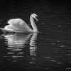 Swan at Peace 25 LEMPIN 220 scaled