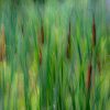 Cattails In Spring 5 Transform any ordinary room into something extraordinary with the rich colors of this fine art