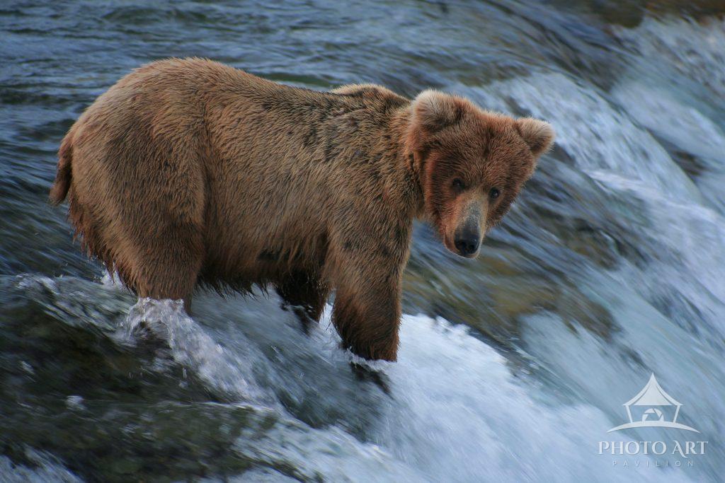 Alaskan Brown Bear Photo Art Pavilion