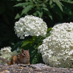 A chipmunk stopped to pose in front of the white hydrangeas on a summer day.