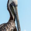 Pelican 23 LEMPIN 224
