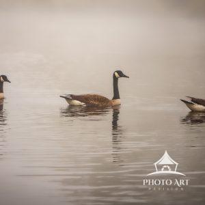 The Three Amigos 21 Three Canadian Geese gliding across the Upper Cascade Lake in Brightwaters. It was a warm foggy