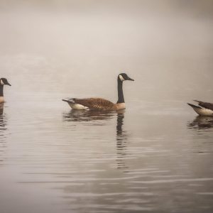 The Three Amigos 21 Three Canadian Geese gliding across the Upper Cascade Lake in Brightwaters. It was a warm foggy