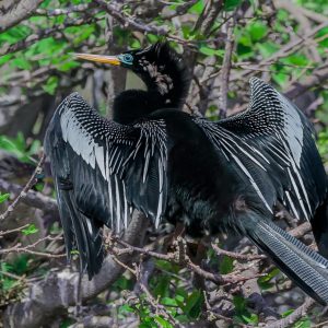 A male Anhinga in full breeding plumage "shows off" to attract a mate.