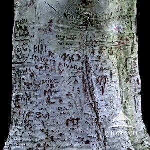 Have you ever carved your initials or lover’s name in a tree, hopefully, to remain there for