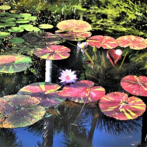 Water lilies at McKee Botanical Gardens