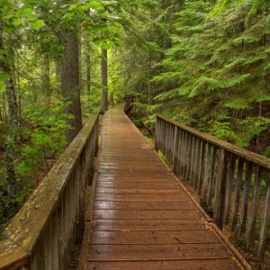 The Trail of the Cedars in Glacier National Park after a summer thunder storm.