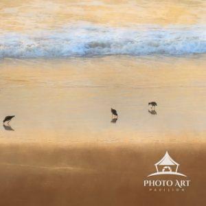 Do Re Mi Fa So La Ti Do 27 A group of shorebirds forage for food and are in just the right number to remind me of a familiar