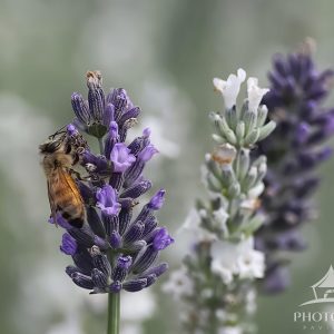 A honey bee on lavender.