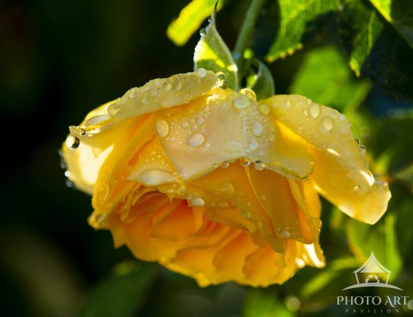 A yellow rose hangs heavy with dew and raindrops waiting for the sun's warmth to dry her petals.