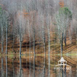 Tree reflecting off the water of the Delaware Water Gap in autumn. Fall foliage. Color photograph.