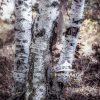 A simple image of birch tree trunks is transformed artistically using digital layers and styling.