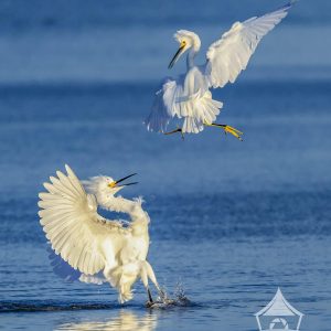 "Heee Yaaah!" Snowy Egret attacks from above with a karate chop causing the other to come to a