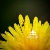 Tiny Details 57 A small any climbing on a yellow flower.