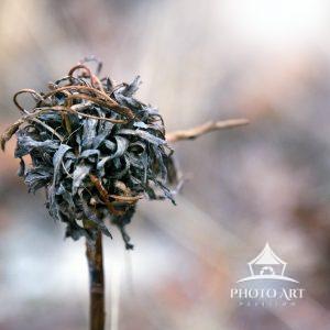 Lone little weed along the roadside, like an apocalypse of Whoville. Closeup of an interesting plant