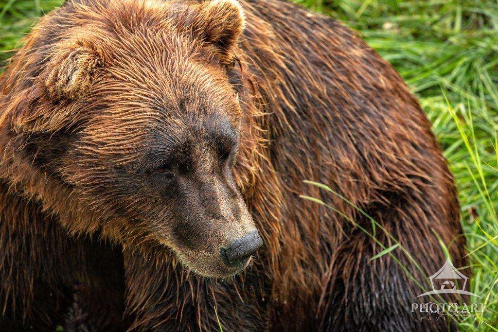 Portrait of a Brown Bear Photo Art Pavilion