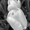 In springtime, Tulips pop up all around New York City. This white Tulip in black and white appears