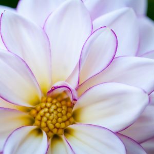 Garden petal up close, which has a purple trim line around the petal.