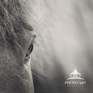 Close up of a beautiful Icelandic horse in the middle of Iceland.