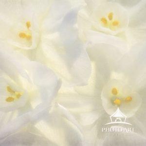 Close up macrophotography of Paper White Narcissus bulb blooms in winter.