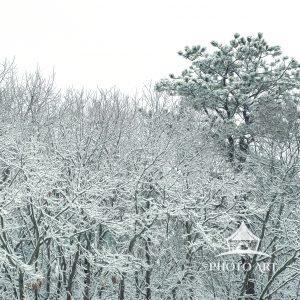One pine tree above the other trees all covered with ice and snow. Color photograph.