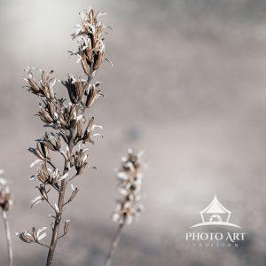 Close-up of dried flowers and leaves in the winter time. Color Photograph.