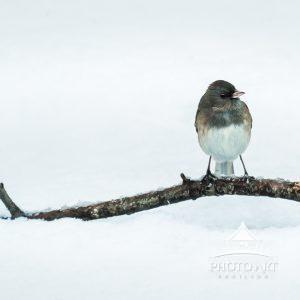 Little bird sitting on a branch in the snow. Color photograph.