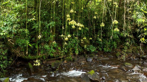 costa rica stream