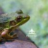 Ready To Jump! 8 The Green Mink Frog is ready to jump at a moment's notice. The frog caught my attention, I love