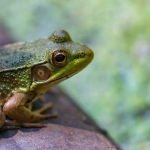 The Green Mink Frog is ready to jump at a moment's notice. The frog caught my attention, I love
