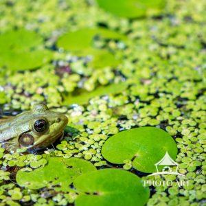 Camoflauge 6 Love this moment when I spotted the frag hanging out in a pond. It was surrounded by the tiny green