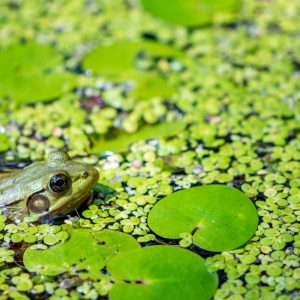 Camoflauge 6 Love this moment when I spotted the frag hanging out in a pond. It was surrounded by the tiny green