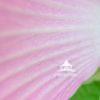Pink Hues 5 Beautiful and delicate petals in soft pink hues. Add an elegant pop of color with this soothing