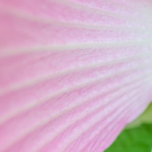 Beautiful and delicate petals in soft pink hues. Add an elegant pop of color with this soothing
