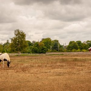 Views of the North Fork of Long Island. I loved the moment of the horse in the field with the red