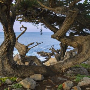 A windswept Monterey cypress, distorted by decades of buffeting by fierce windstorms off the Pacific