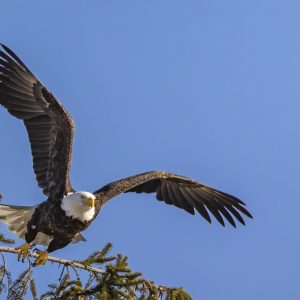 Moment of launch when Bald Eagle takes flight.
