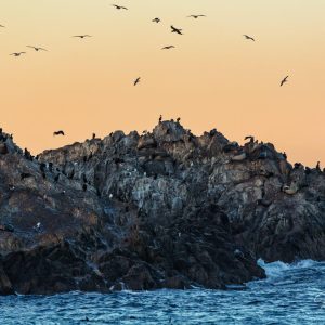 Seal Rock, also known as Bird Rock, is home to a diversity of marine life, from brown pelicans to