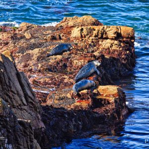 Harbor seals sunning themselves on sea stacks off the coast of Pebble Beach, California, USA.