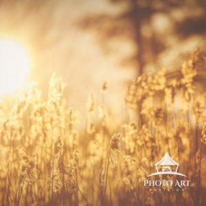 Warm winter sun shines through trees and illuminates the golden reeds by Exton Pond, Pennsylvania.