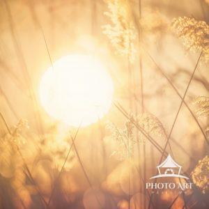 Sunrise through the golden reeds at Exton Park, Pennsylvania in winter.