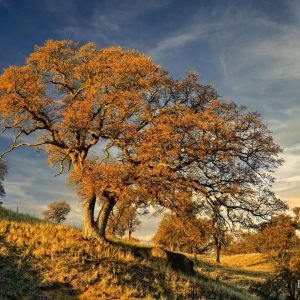 A California live oak bathed in golden light from the setting sun, Knight's Ferry, California.