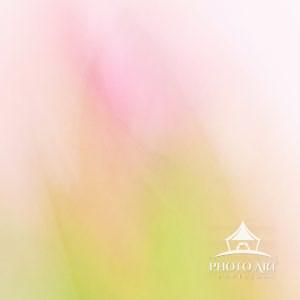 Impressionistic view of a pink amaryllis bulb in early blooming stage in winter.