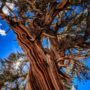 The Bristlecone Pines in the White Mountains on the California-Nevada border are among the oldest